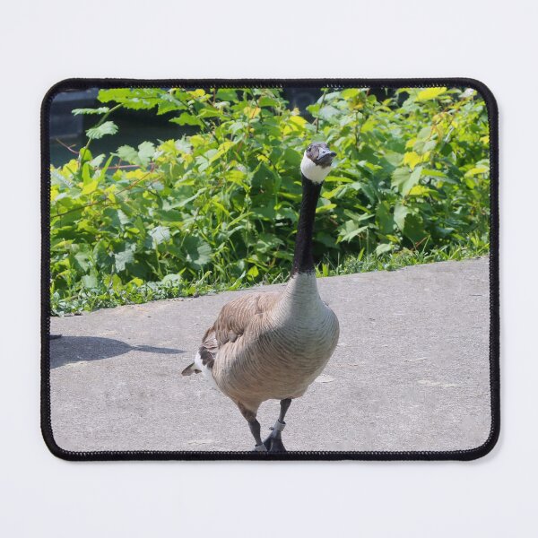 Item preview, Canada Goose Stretching Its Neck designed and sold by BackyardBirder.