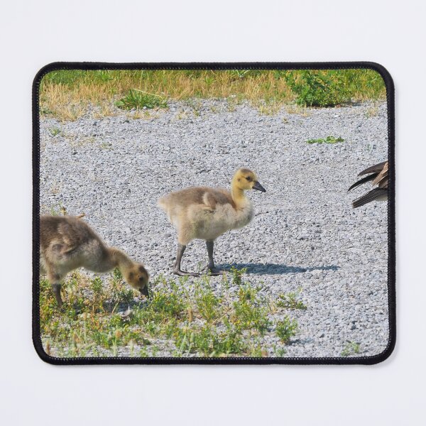 Item preview, Goslings Out For a Walk designed and sold by BackyardBirder.