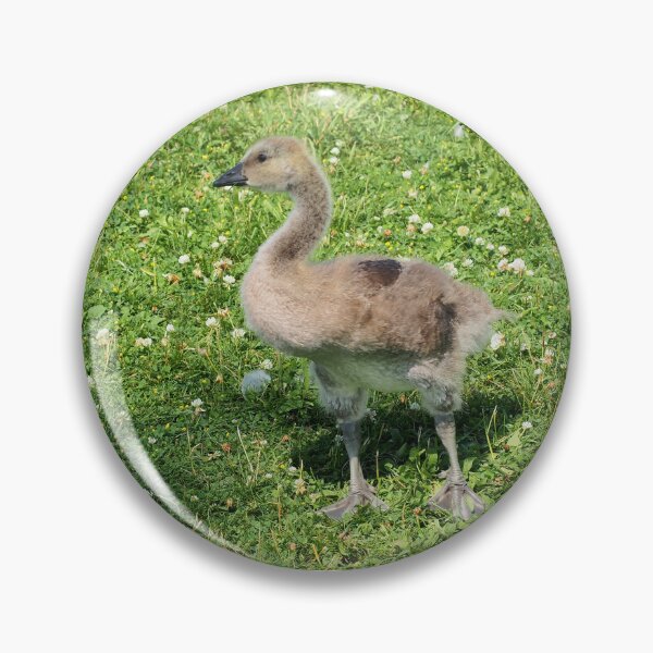 Item preview, Canada Goose Gosling Getting Older and Bigger designed and sold by BackyardBirder.