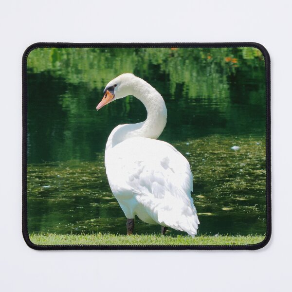 Item preview, Beautiful Mute Swan Standing By a Pond designed and sold by BackyardBirder.