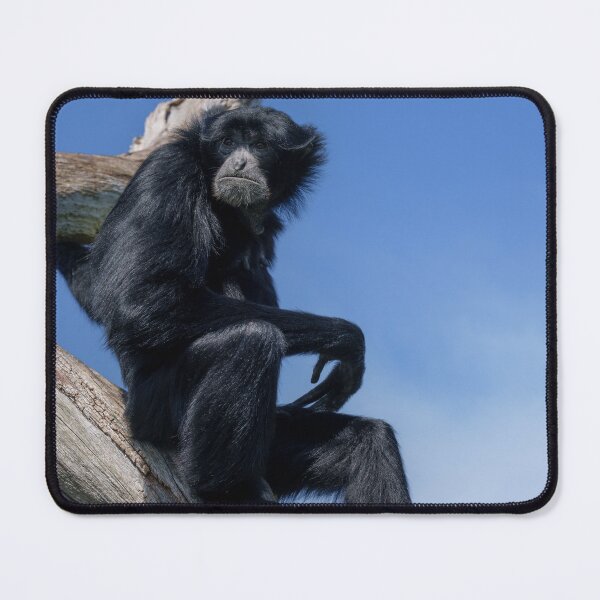 Item preview, Calm Siamang Gibbon Under Open Sky designed and sold by rawshutterbug.
