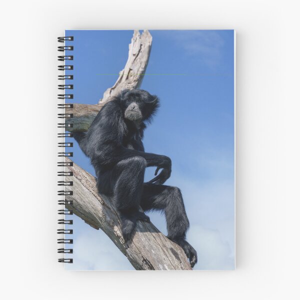 Item preview, Calm Siamang Gibbon Under Open Sky designed and sold by rawshutterbug.