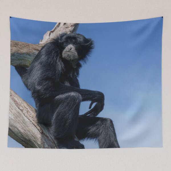 Item preview, Calm Siamang Gibbon Under Open Sky designed and sold by rawshutterbug.
