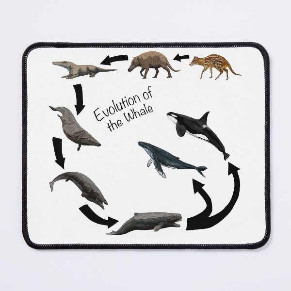 Item preview, Evolution of the Whale designed and sold by Sophiehammond.