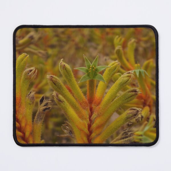 Item preview, Yellow Kangaroo Paw designed and sold by Linda Sijpkes.