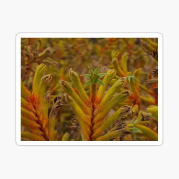 Item preview, Yellow Kangaroo Paw  designed and sold by Linda Sijpkes.