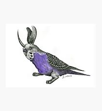 Bunny Budgie Photographic Print