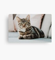 Cat Canvas Print