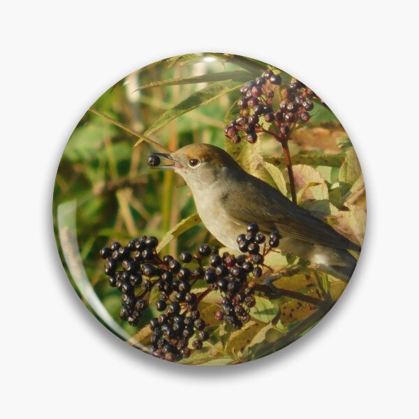 Item preview, Curious Eurasian Blackcap Among Elderberries designed and sold by tothkataphoto.