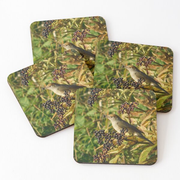 Item preview, Curious Eurasian Blackcap Among Elderberries designed and sold by tothkataphoto.