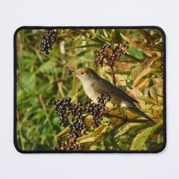 Item preview, Curious Eurasian Blackcap Among Elderberries designed and sold by tothkataphoto.