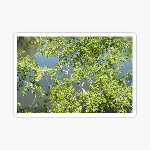 Item preview, Summery Aspen Treetop over Calm River designed and sold by Georgia Mizuleva.