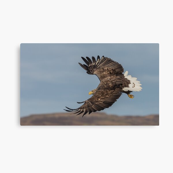 Item preview, White Tailed Sea Eagle  designed and sold by Ospreychild.