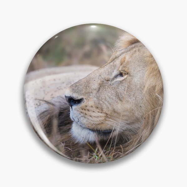 Item preview, Resting Male Lion Masai Mara Kenya designed and sold by PhotoArt by Joan Carroll.
