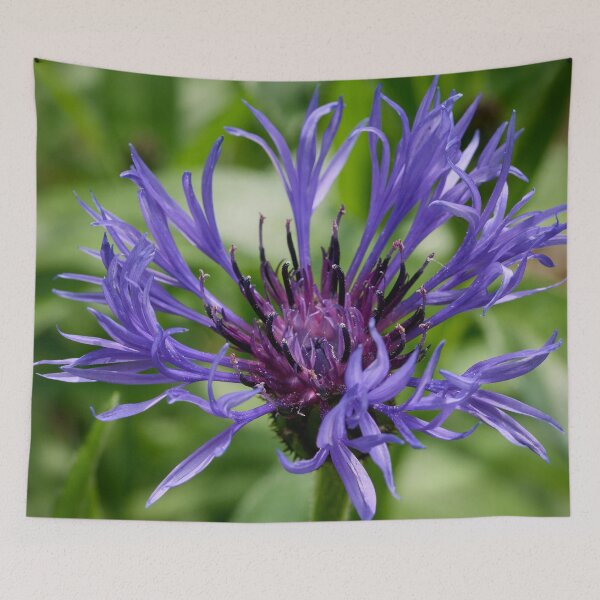 Item preview, From the mountains. Mountain bluet designed and sold by Jouko Lehto Photography.