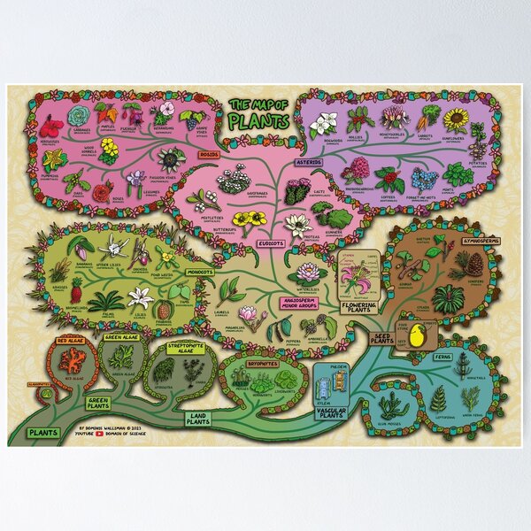 Item preview, The Map of Plants designed and sold by DominicWalliman.