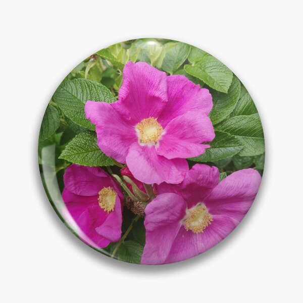 Item preview, Wild pink roses photograph designed and sold by esvb.