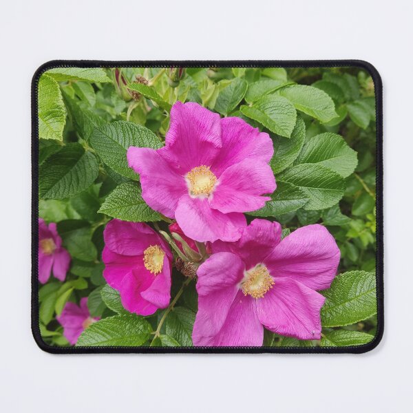 Item preview, Wild pink roses photograph designed and sold by esvb.