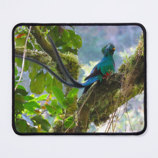 Item preview, Male Resplendant Quetzal Panama Bird Photography Alvaro Miranda designed and sold by Alvaro-Miranda.