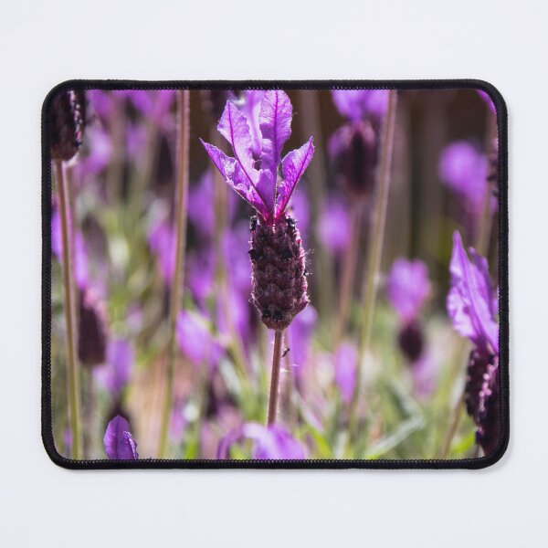 Item preview, Lavender designed and sold by Tina  Townhill.