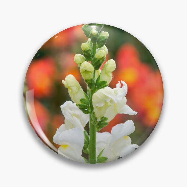 Item preview, Stocks - Matthiola incana designed and sold by Dorset Girl.