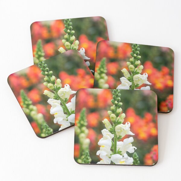 Item preview, Stocks - Matthiola incana designed and sold by Dorset Girl.