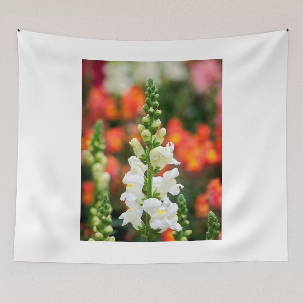 Item preview, Stocks - Matthiola incana designed and sold by Dorset Girl.