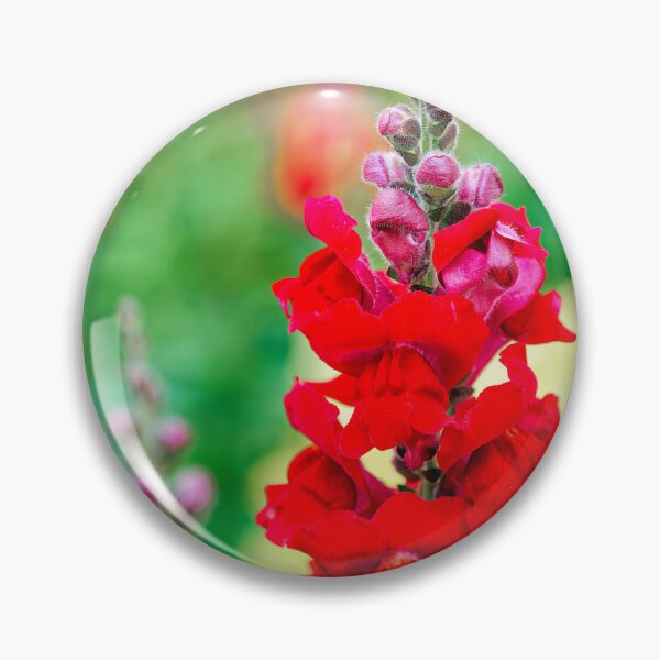 Item preview, Stocks - Matthiola incana designed and sold by Dorset Girl.