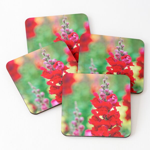 Item preview, Stocks - Matthiola incana designed and sold by Dorset Girl.