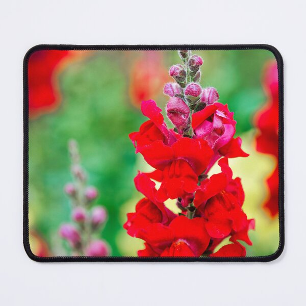 Item preview, Stocks - Matthiola incana designed and sold by Dorset Girl.