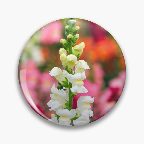 Item preview, Stocks - Matthiola incana designed and sold by Dorset Girl.