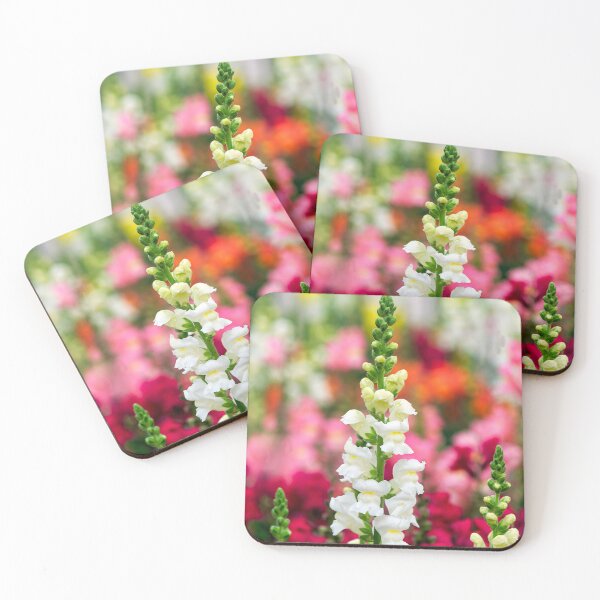 Item preview, Stocks - Matthiola incana designed and sold by Dorset Girl.