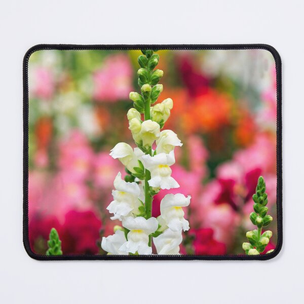 Item preview, Stocks - Matthiola incana designed and sold by Dorset Girl.