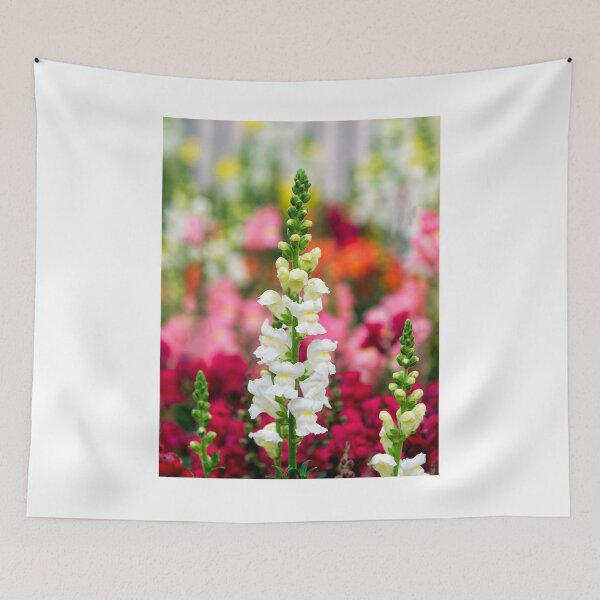 Item preview, Stocks - Matthiola incana designed and sold by Dorset Girl.