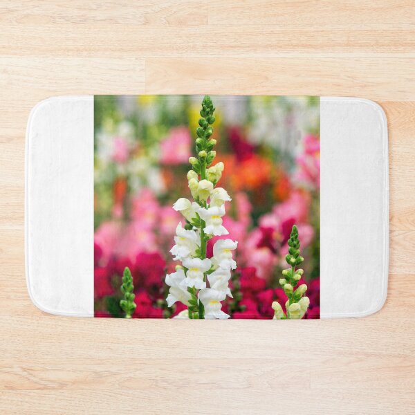 Item preview, Stocks - Matthiola incana designed and sold by Dorset Girl.