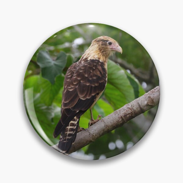 Item preview, Yellow Headed Cara Cara Panama Bird Photography Alvaro Miranda designed and sold by Alvaro-Miranda.