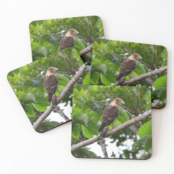 Item preview, Yellow Headed Cara Cara Panama Bird Photography Alvaro Miranda designed and sold by Alvaro-Miranda.