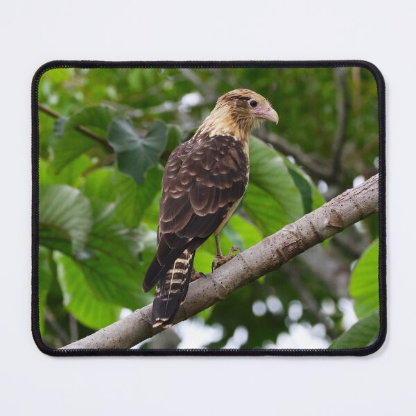Item preview, Yellow Headed Cara Cara Panama Bird Photography Alvaro Miranda designed and sold by Alvaro-Miranda.