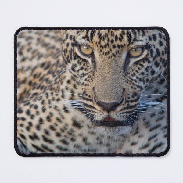 Item preview, Léopard - Portrait designed and sold by Yves Roumazeilles (Wild Focus).