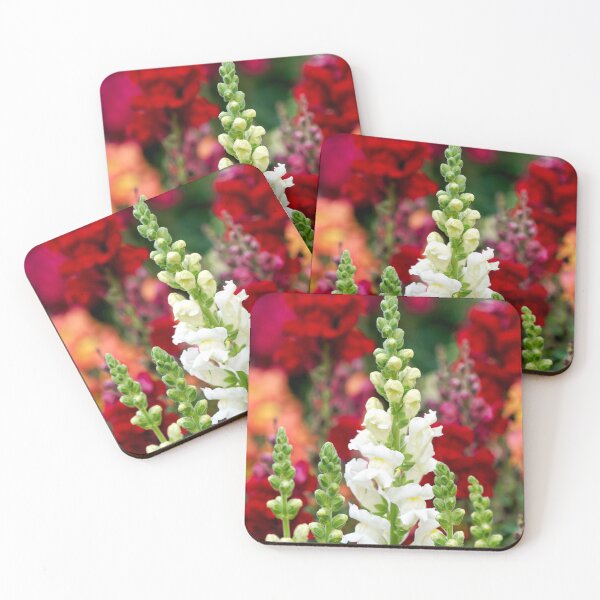 Item preview, Stocks - Matthiola incana designed and sold by Dorset Girl.
