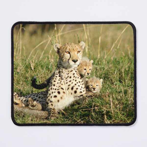 Item preview, Cheetah happy family designed and sold by Yves Roumazeilles (Wild Focus).