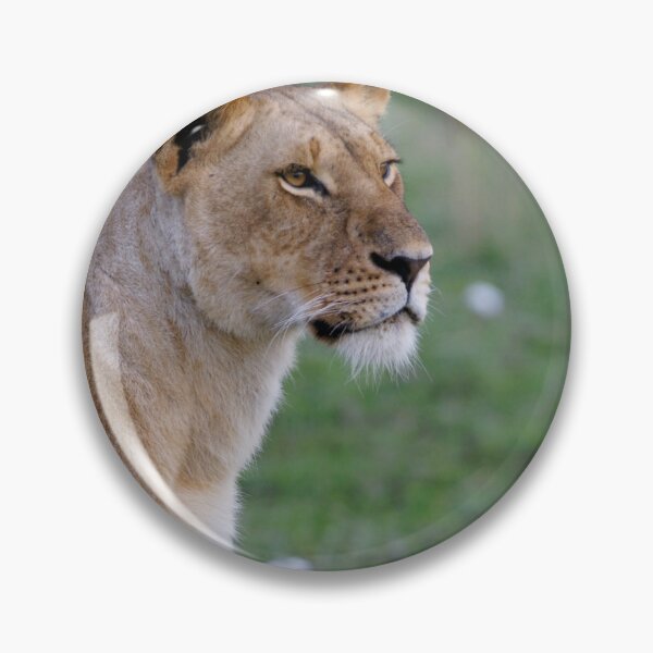 Item preview, Young lion designed and sold by Yves Roumazeilles (Wild Focus).