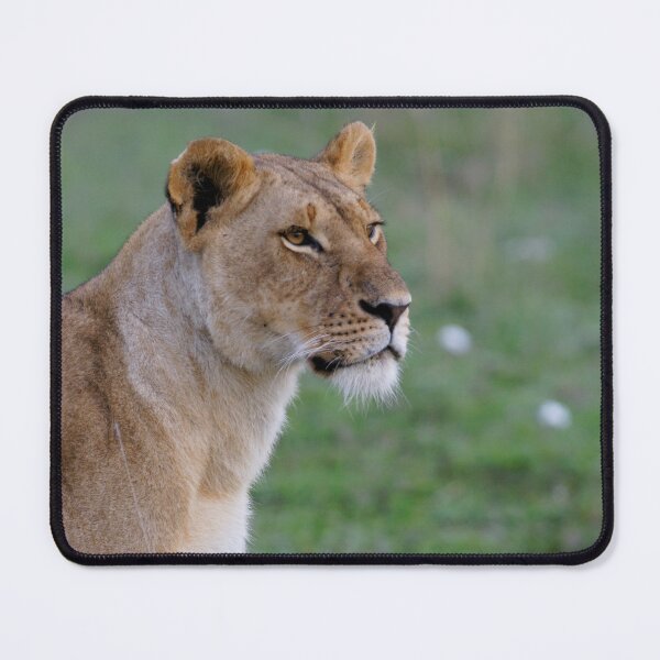 Item preview, Young lion designed and sold by Yves Roumazeilles (Wild Focus).