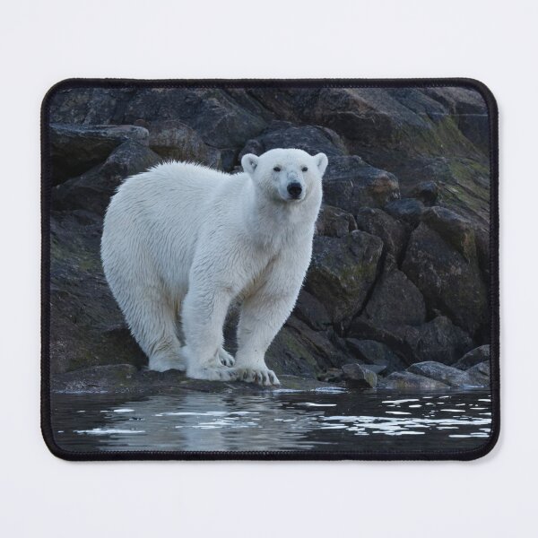 Item preview, Ours polaire - Polar Bear designed and sold by Yves Roumazeilles (Wild Focus).