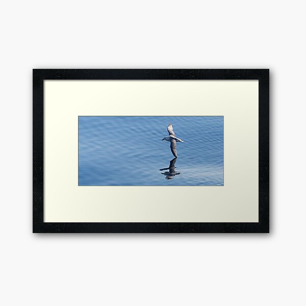 Item preview, Fulmar boréal designed and sold by Yves Roumazeilles (Wild Focus).