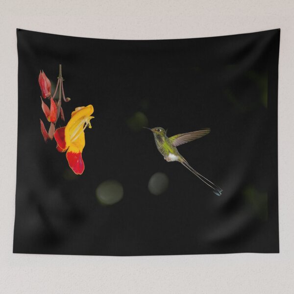 Item preview, Booted Racket-tail designed and sold by Yves Roumazeilles (Wild Focus).