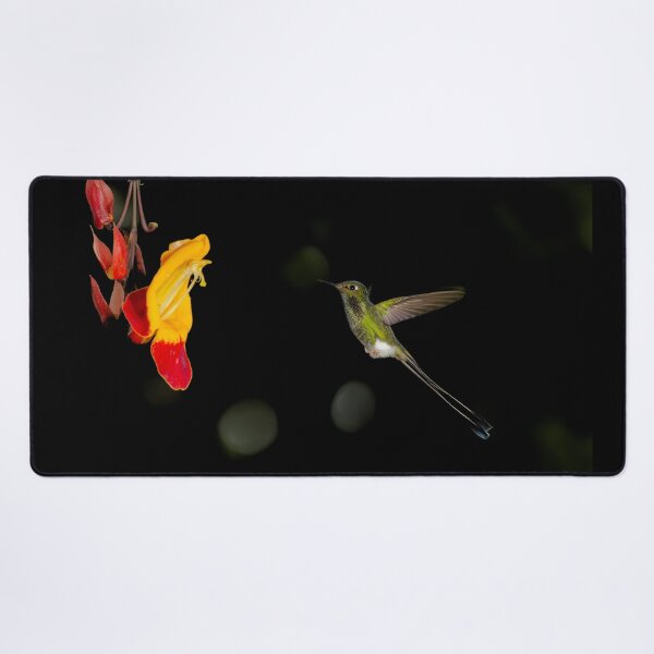 Item preview, Booted Racket-tail designed and sold by Yves Roumazeilles (Wild Focus).