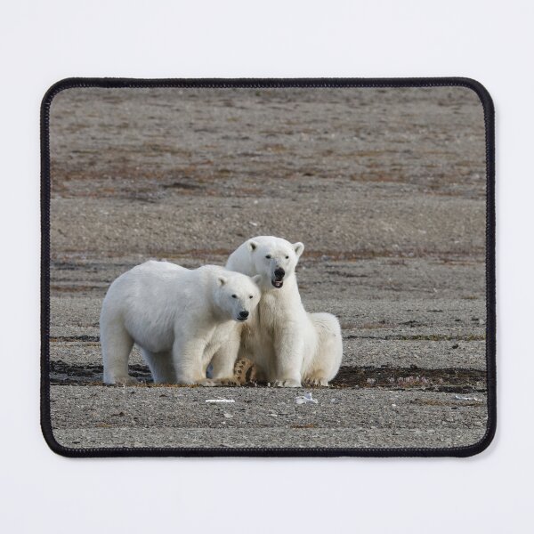 Item preview, Polar bears - Polar bears designed and sold by Yves Roumazeilles (Wild Focus).