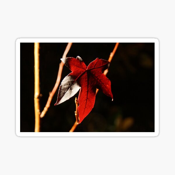 Item preview, Autumn's Last Glow at Magpie Springs by Avril Thomas designed and sold by MagpieSprings.