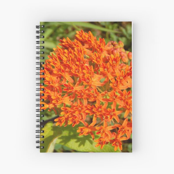 Item preview, Butterfly Milkweed designed and sold by gistinker.